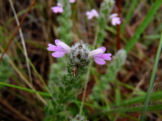 {Stachydeoma graveolens}